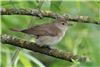 Garden Warbler