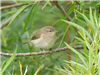 Chiffchaff