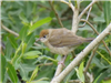 Blackcap