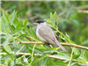 Blackcap