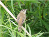 Sedge Warbler