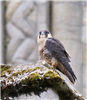 Peregrine