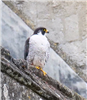 Peregrine