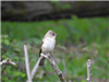 Spotted Flycatcher