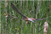 Kestrel