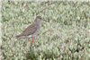 Redshank