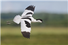 Avocet