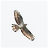 Honey-buzzard