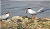 Common Tern