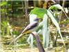 Grey Wagtail