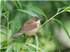 Whitethroat