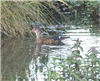 Mandarin Duck