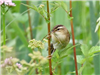 Sedge Warbler