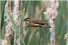 Sedge Warbler