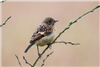 Stonechat