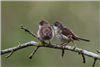 Whitethroat