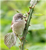 Whitethroat