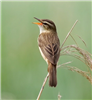 Sedge Warbler