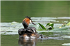 Great Crested Grebe