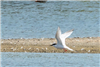 Roseate Tern