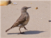 Rock Pipit