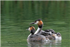 Great Crested Grebe