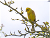 Yellowhammer