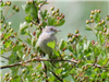 Whitethroat