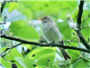 Chiffchaff