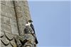 Peregrine