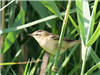 Sedge Warbler