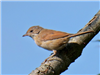 Whitethroat