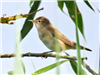 Reed Warbler