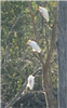 Cattle Egret