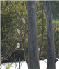 Cattle Egret