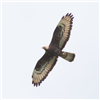 Honey-buzzard