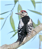 Great Spotted Woodpecker