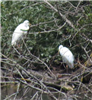 Great White Egret