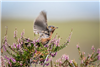 Dartford Warbler