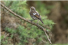 Stonechat