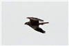 Marsh Harrier