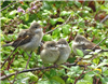 Whitethroat