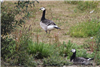 Barnacle Goose