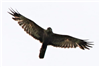 Marsh Harrier