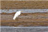 Great White Egret