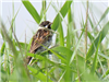 Reed Bunting