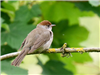 Blackcap