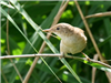 Reed Warbler