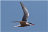 Common Tern