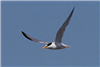 Little Tern